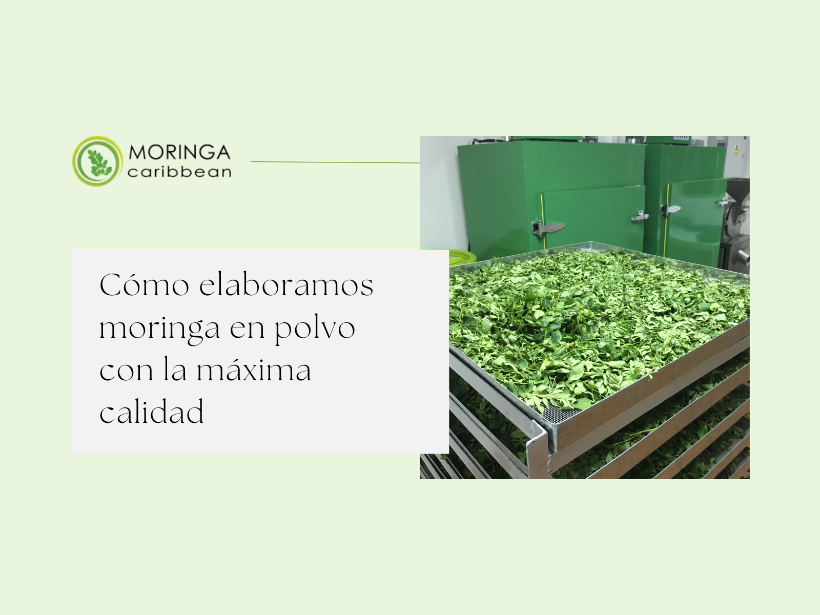 Cómo hacemos nuestro polvo de moringa y por qué es tan eficaz